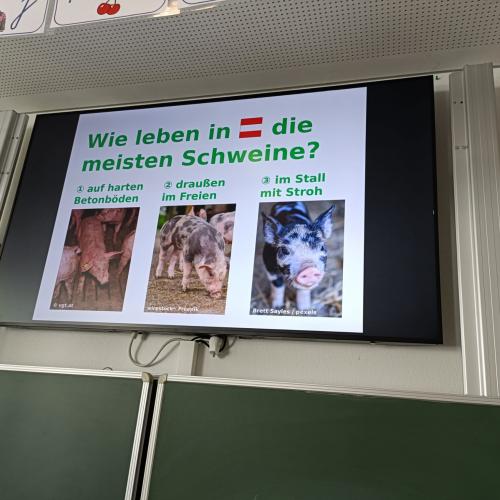 Tierschutzverein