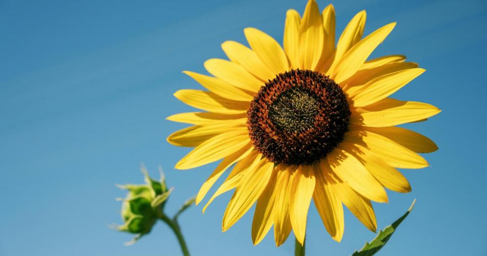 Sonnenblume